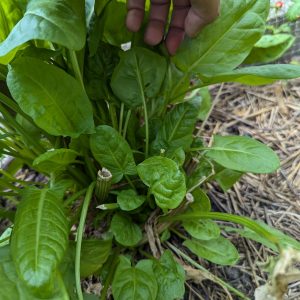 Sorrel (rumex acetosa)