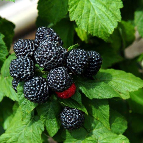 Black Raspberry - Jewell