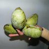 Pawpaw