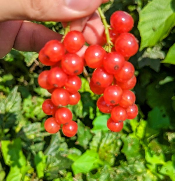 Red Currant - Red Lake