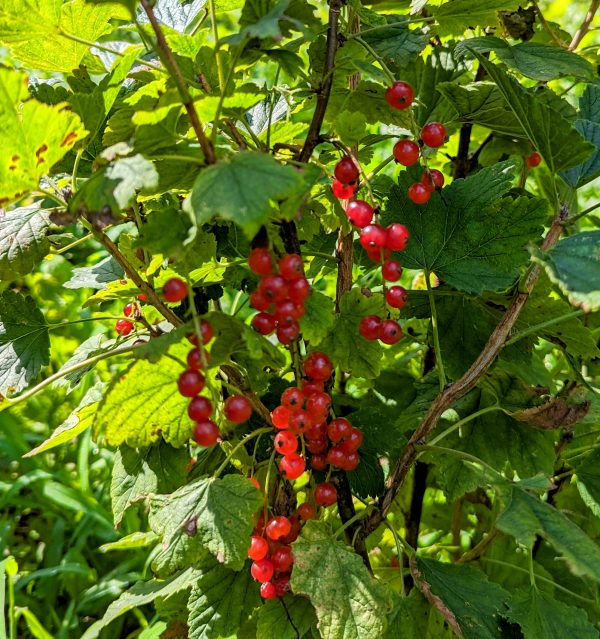 Red Currant - Red Lake - Image 2