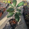 Pawpaw - Image 2