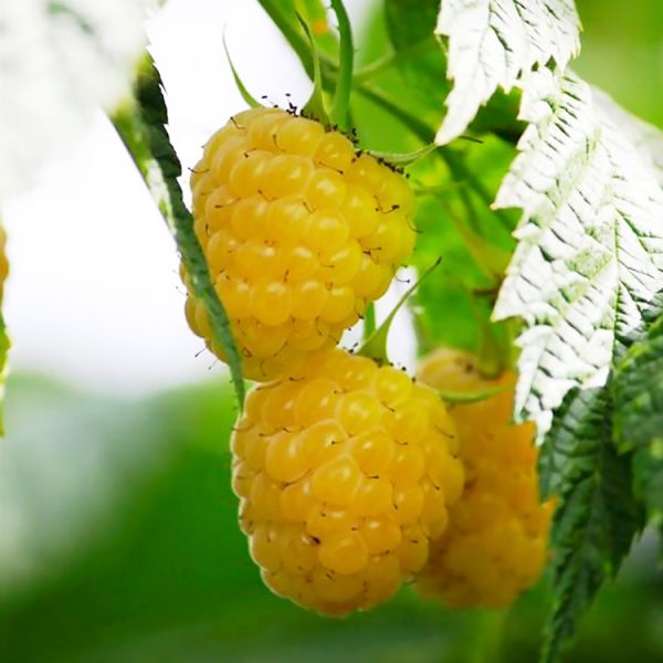 Yellow Raspberry - Anne