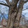 Black Locust - Image 2