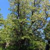 Black Locust