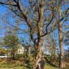 Black Locust - Image 3
