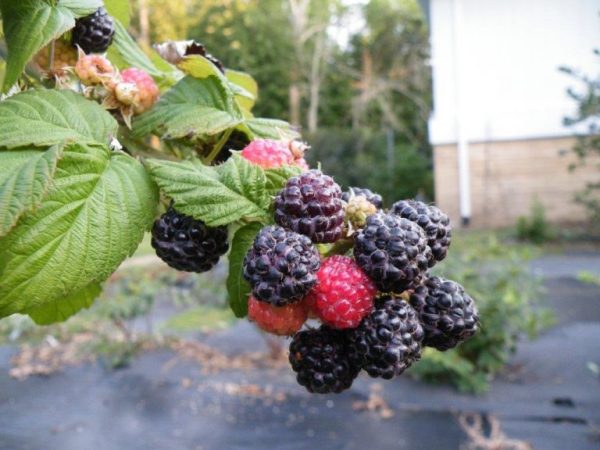 Black Raspberry - Ohio's Treasure