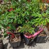 Elderberry - Wyldewood - Image 2