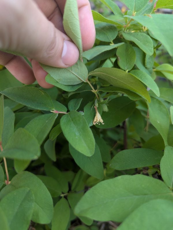 Honeyberry - Image 4