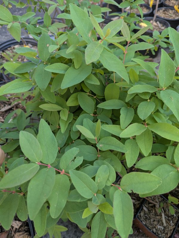 Honeyberry - Image 3