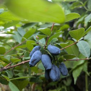 Honeyberry