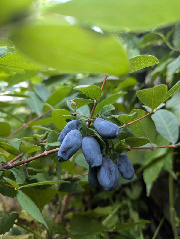 Honeyberry