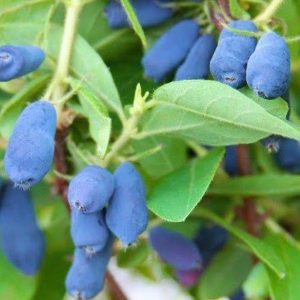 Honeyberry