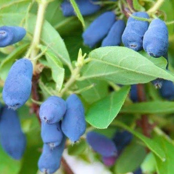 Honeyberry