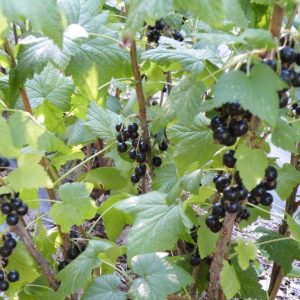 Black Currant - Titania (Pickup Only)
