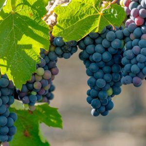 Grape - Concord (Pickup Only)