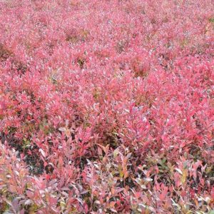 Lowbush Blueberry - Ruby Carpet (Pickup Only)